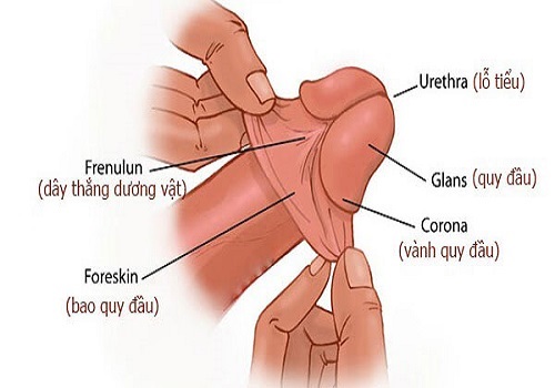 Những hình ảnh hạt ngọc dương vật nam giới cần biết  Bác sĩ Nam Khoa Vĩnh  Phúc