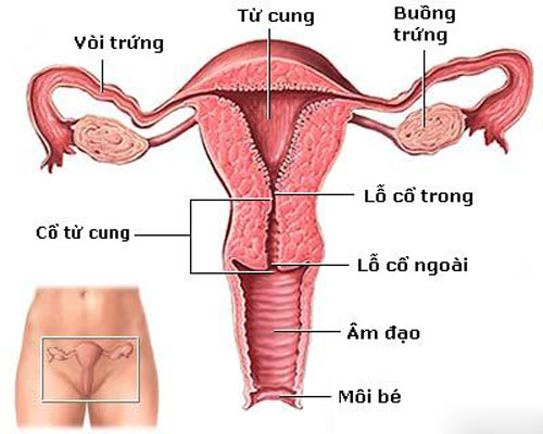 Cổ tử cung ngắn] Nguyên nhân, dấu hiệu và cách điều trị